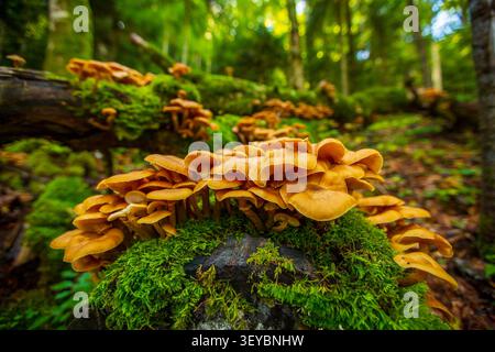 Eine Gruppe wilder Honigpilze auf einem moosigen Baumstamm im Biogradska Gora Nationalpark, Montenegro Stockfoto