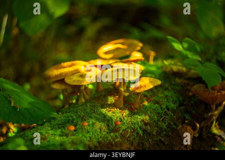 Ansammlung goldener Wildpilze, beleuchtet durch Sonnenlicht auf einem moosigen Baumstamm in Montenegro Stockfoto