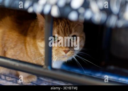 Orangefarbene Hauskatze (weiblich), die sich unter dem Bett versteckt und auf die Kamera blickt Stockfoto
