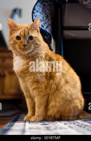Orangefarbene Hauskatze (weiblich), die sich aufrichtet und in Richtung Kamera blickt Stockfoto