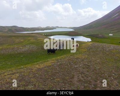 Hochwinkelaufnahme von langhaarigen Yaks, die auf einem grasbewachsenen Hügel mit Blick auf ruhige Bergseen unter bewölktem Himmel grasen Stockfoto