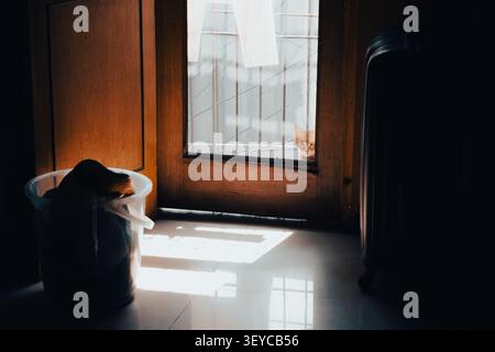 Neugierige Katze schaut aus einem Wäschekorb neben einer sonnenbeschienenen Tür in einem Haus, beleuchtet von natürlichem Morgenlicht. Stockfoto