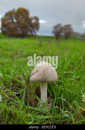 Einzelner Wildpilz, der auf nassgrünem Feld wächst Stockfoto