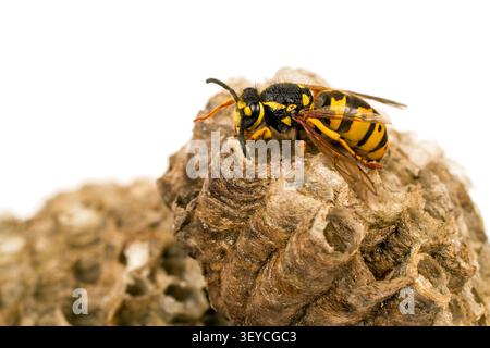 Wespe auf weißem Hintergrund. Die Wespe sitzt auf einem Hornissennest. Vespiary. Stockfoto