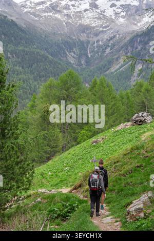 Zwei Wanderer auf einem Wanderweg, in bergiger Landschaft mit dichtem Wald und schneebedeckten Gipfeln, mit Wanderweg, Bäumen, Bergen, Schnee, mit Gras Stockfoto