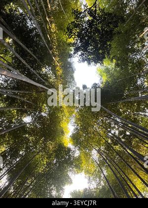 Blick aus der Wurmperspektive auf den hohen Bambushain mit Sonnenlicht, das durch grüne Blätter filtert, Japan. Abstrakte Komposition der Zen-Natur. Stockfoto