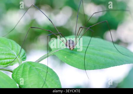 Eine langbeinige Spinne auf grünem Blatt mit verschwommenem natürlichem Hintergrund, die bei hellem Tageslicht zarte dünne Beine und einen kleinen Körper zeigt Stockfoto