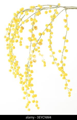 Mimosa vertikale Makronaht eines voll blühenden gelben Zweiges mit großer weißer Kopierfläche Stockfoto