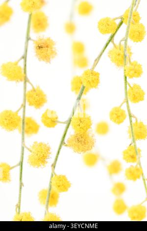Mimosa vertikale Makronaht von gelben flauschigen Blumen, die schönes Muster auf weißem Hintergrund bilden Stockfoto