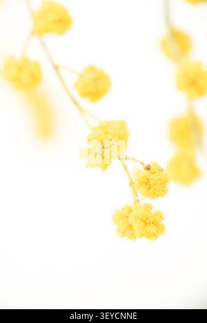 Vertikale Makroaufnahmung von Mimosa eines einzelnen gelben Blütenzweigs mit unterer weißer Kopierraumschablone Stockfoto