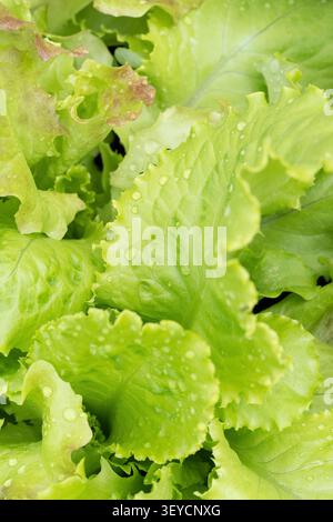 Vertikale Makronaht mit frischem Salat bedeckt mit Regen Wassertropfen füllen Rahmen mit grüner Hintergrundstruktur Stockfoto