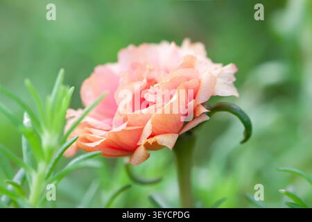 Portulaca grandiflora horizontale Makroaufnahmebildung einzelner Pfirsichmoosrosenblumenkopf Seitenansicht blühend im Garten Stockfoto