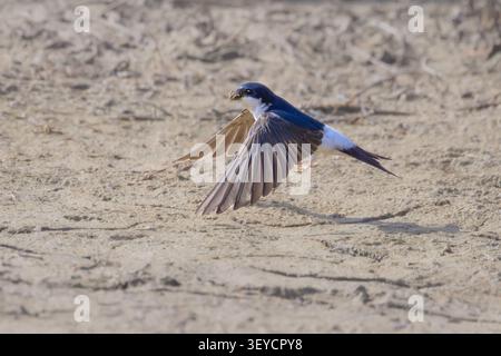 Ein westliches Haus martin, Delichon urbicum, Vogel sammelt Schlammkugeln in seinem Schnabel für das Nest und fliegt, Frühling, Mallorca, Spanien Stockfoto