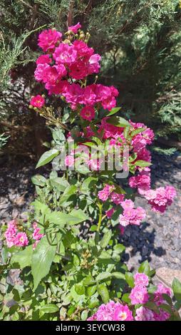 Lebendige rosa Kletterrosen blühen in einem sonnigen Garten Stockfoto