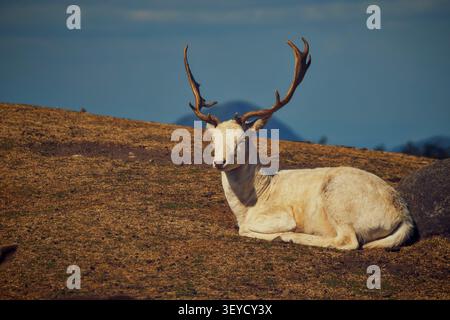 Ein majestätischer weißer Hirsch mit großen, schönen Geweihen, die sich auf einem goldenen Grashügel unter einem blauen Himmel niederlegen und eine friedliche Tierwelt einfangen. Stockfoto