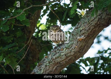 Kleine Eule (Athene noctua) sitzt auf einem Eichenast in Großbritannien Stockfoto