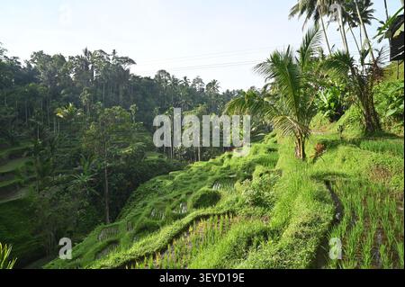Bali Ubud Tegalalang Reisterrasse Stockfoto