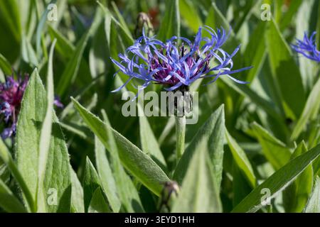 Nahaufnahme einer einzelnen blauen Kornblumenblüte mit violettem Zentrum. Ideal für botanische Makrofotografie, Wildblumenporträts und Sommer-Naturkunst. Stockfoto