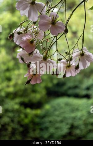 Blassrosa englische Rosen blühen auf bogenförmigen Stämmen in einem Sommergarten mit weichem grünem Hintergrund und natürlichem Bokeh Stockfoto