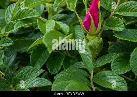 Detaillierte Makroaufnahme einer einzelnen rosafarbenen Wildrosenknospe, die blühbereit ist, umgeben von frischen grünen Blättern. Ausgezeichnete Wahl für florale Tapeten, botanische Tapeten Stockfoto