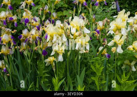 Eine lebendige Gartenszene mit blühenden gelben und lila Irisblüten inmitten üppig grüner Blätter. Ideal für Gartendesign, botanische Kunstdrucke und c Stockfoto