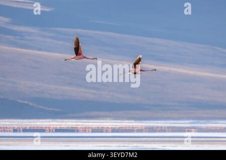Blick auf zwei Flamingos im Flug über den flachen Gewässern der Laguna Colorada in Sur Lipez, Departement Potosi, Bolivien. Stockfoto