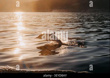 Delfine springen beim Sonnenuntergang in der Nähe von Taormina, Sizilien, aus dem Wasser Stockfoto