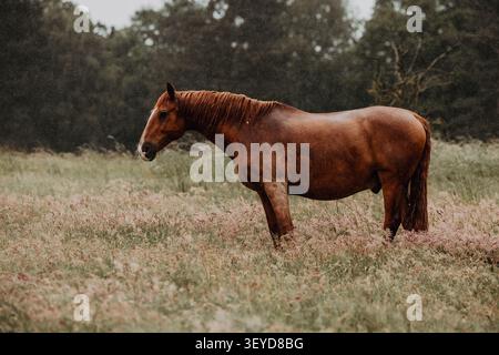 Rotes Pferd, das im Regen auf dem Feld steht Stockfoto