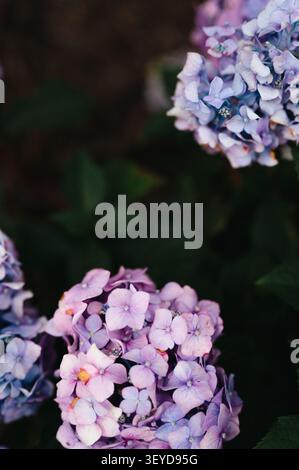 Traumhafte lila und blaue Hortensie blüht mit Kopierraum Stockfoto