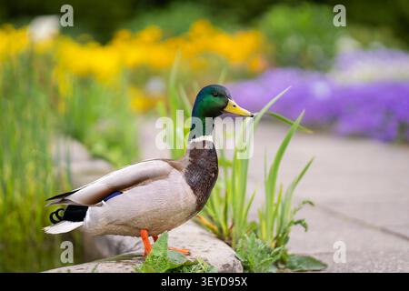 Männliche Stockenten (Anas platyrhynchos) neben einem Gartenteich, umgeben von bunten Frühlingsblumen mit weichem Bokeh-Hintergrund. Stockfoto