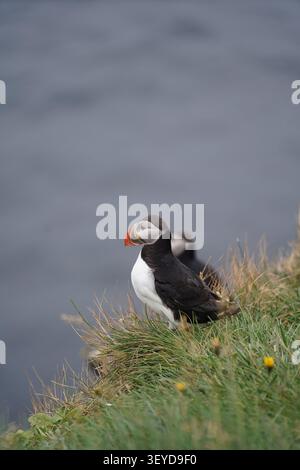 Blick auf einen Atlantischen Papageientaucher auf den grasbewachsenen Klippen von Latrabjarg mit dem Ozean im Hintergrund in Hvallatur, Vesturbyggd, Island. Stockfoto