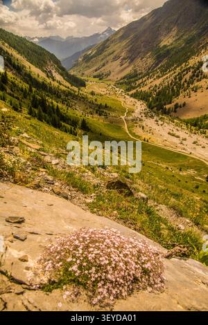 Berge umgeben ein Tal mit kleinen rosa Blumen im Vordergrund Stockfoto