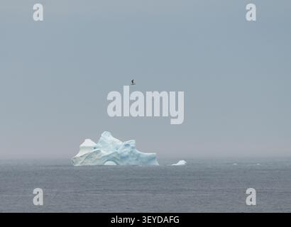 Einsame Seevögel fliegen über einen großen Eisberg vor der Küste Neufundlands Stockfoto