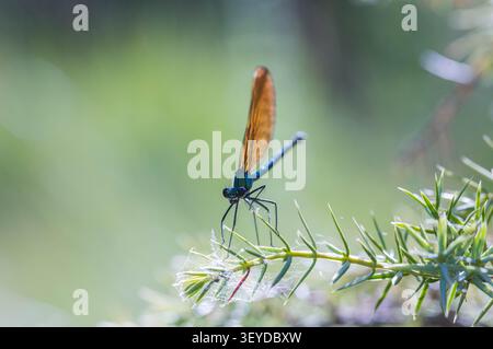 Orange und Blaue Libelle Detail – Makro Wildlife Shot Stockfoto