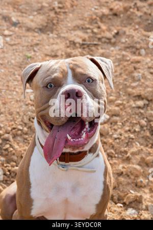 Happy Pitbull Dog Portrait, Entzückender Amerikanischer Pit Bull Terrier Stockfoto