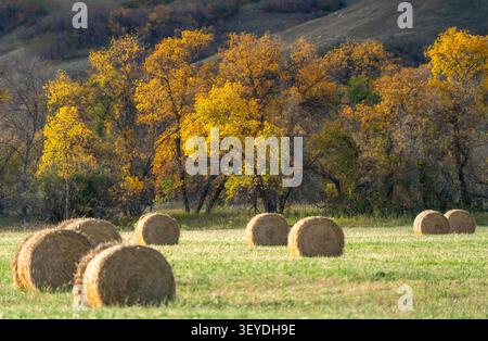 Runde Heuballen trocknen auf einem Feld mit bunten Herbstbäumen im Hintergrund Stockfoto