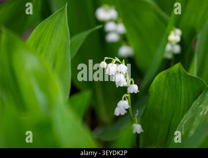 Lilie of the Valley (Convallaria majalis) mit zarten weißen glockenförmigen Blüten, die zwischen üppig grünen Blättern in einem Garten mit Frühlingswald blühen. Stockfoto