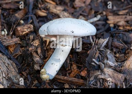 Agaricus xanthodermus, Yellow Stainer, Merri Creek Trail, Clifton Hill, Victoria, Australien Stockfoto