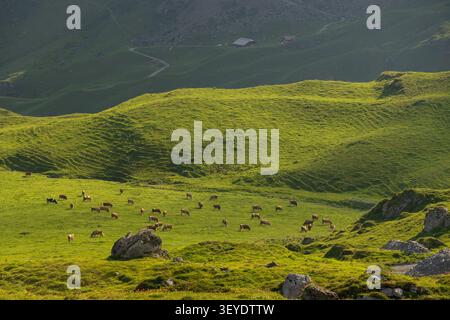 Simmental Fleckvieh Kühe auf Almwiesen in den Berner Alpen, Schweiz (Bos taurus) Stockfoto