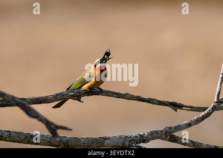 Nahaufnahme eines wilden Bienenfressers (Merops bullockoides), der eine gefangengenommene Honigbiene mitten in der Luft wirft, um ihren Griff vor dem Essen in Sabi Sands anzupassen Stockfoto