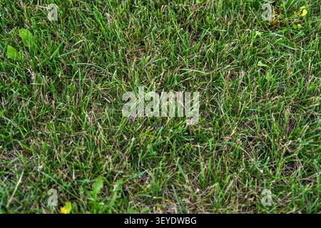 Frischer Rasen in Nahaufnahme bei natürlichem Licht. Üppiges grünes Gras mit Tautropfen. Stockfoto