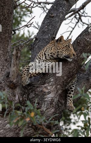 Ein wilder afrikanischer Leopard (Panthera pardus) liegt über einem dicken Ast in einem Baum und blickt in die Ferne. Gefangen in Sabi Sands, Südafrika Stockfoto