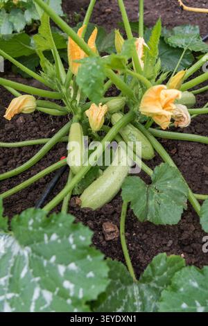 Nahaufnahme-Komposition mit reifer Zucchinis und lebhaften Orangenblüten nach Regen. Wassertröpfchen verbessern das frische Aussehen des Gemüses, Stockfoto