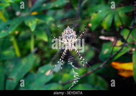 Spinne in ihrem Netz zwischen grünen Blättern. Detaillierte Nahaufnahme einer Spinne in ihrem natürlichen Lebensraum. Argiope-Spinne sitzt auf ihrem Radnetz mit einem weißen Zickzack-Stab Stockfoto