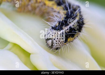Extreme Makro eines Raupenkopfs mit weißen Haaren und schwarzen Flecken auf einem blassgrünen Blatt. Detailliertes Larvenporträt in der Natur. Stockfoto