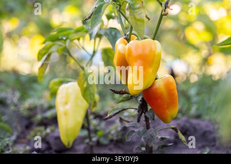 Reife gelbe und orangefarbene Paprika, die an einem Strauch im Garten wachsen. Frisches Gemüse an der Pflanze in einem sonnigen Gemüsegarten. Stockfoto