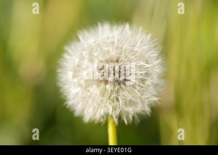 Ein großer weißer Löwenzahn steht im Fokus in einem Feld aus grünem Gras und gelben Blumen Stock Foto Stockfoto