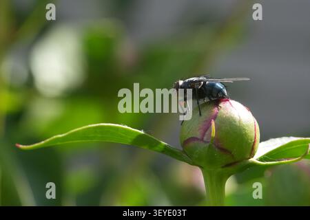 Metallisch blaue Schmeißfliege, die auf einer grünen Blütenknospe ruht. Makro-Insektenfotografie in einem sonnigen Garten. Stockfoto