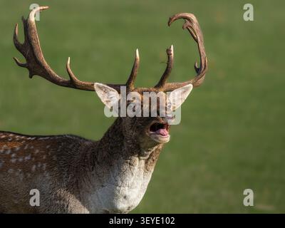 Männliches Sika-Hirsch (Dama dama) brüllt, Holkham Park, Norfolk, England Stockfoto