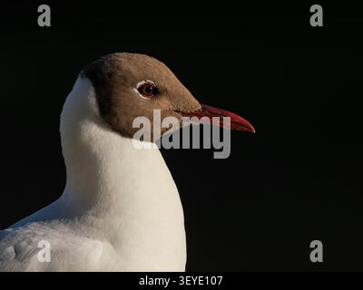 Rückseitenansicht von Kopf und Schultern einer schwarzköpfigen Möwe (Chroicocephalus ridibundus) im Sommergefieder, Ely, Cambridgeshire, England Stockfoto